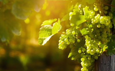 Droga przez tłocznię